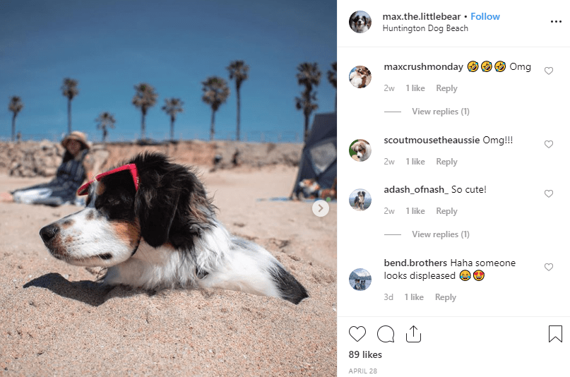 dog friendly guide LA