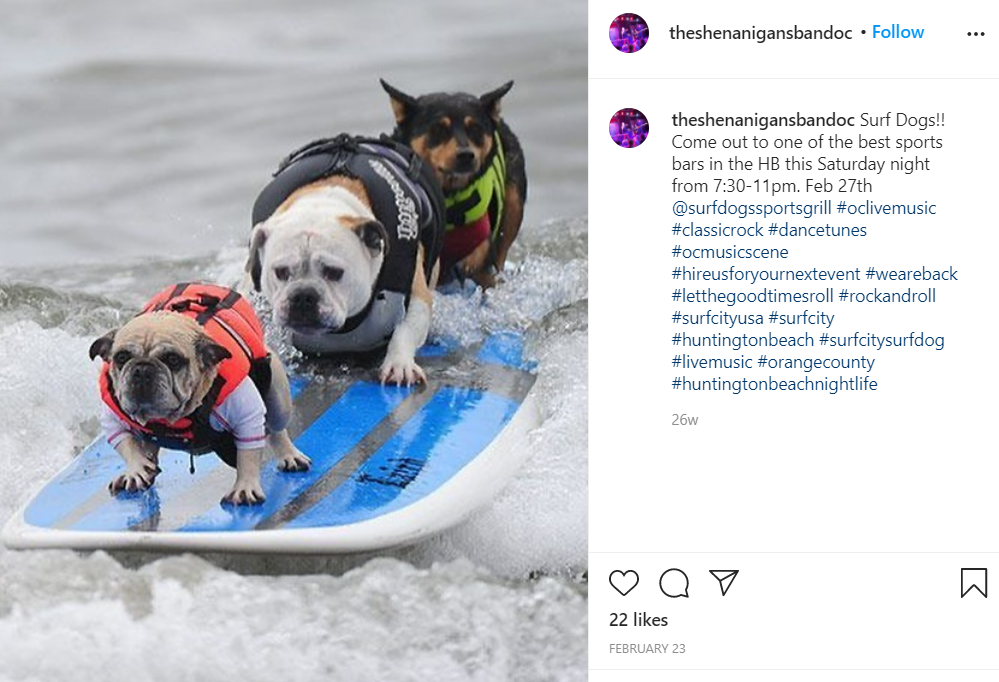 Surfing Dogs