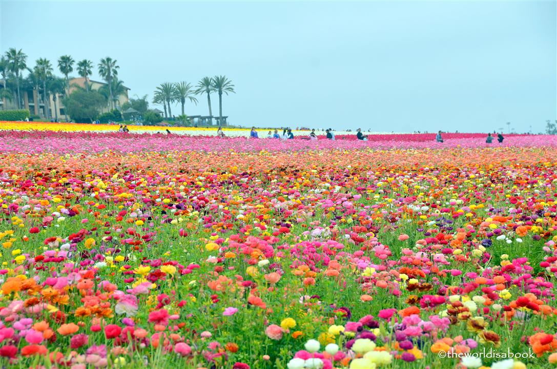 Flower Fields Carlsbad