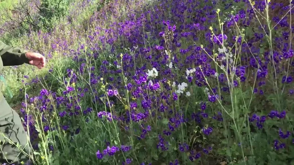 Paramount Ranch Super Bloom