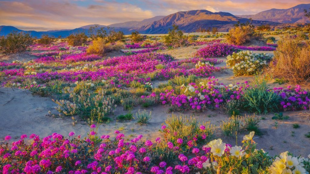 anza borrego super bloom