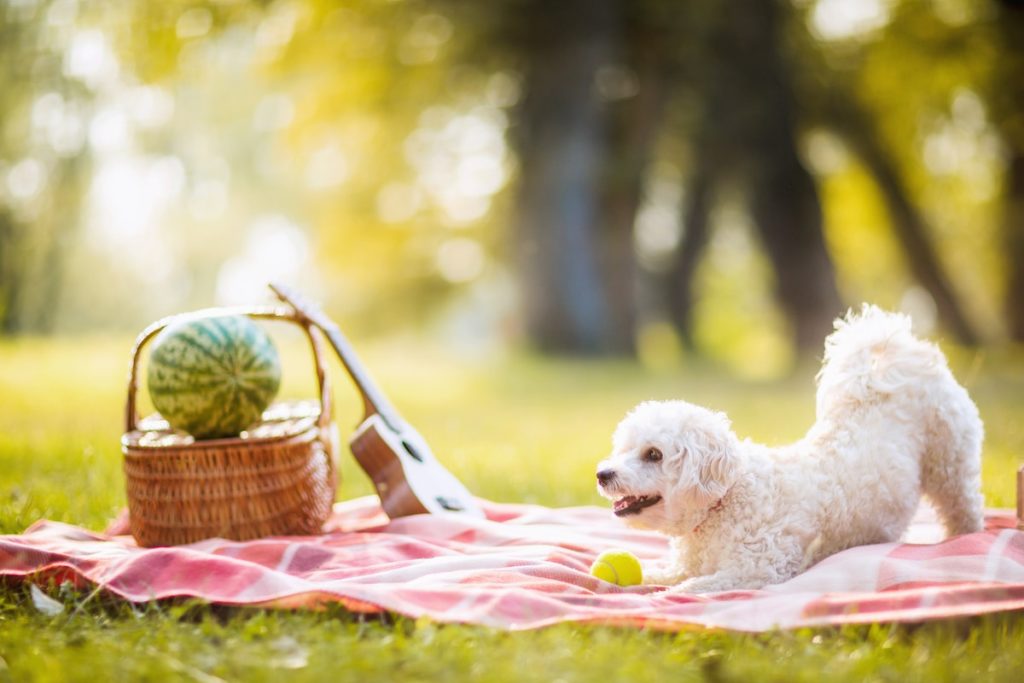 Hidden Picnic Spots in LA